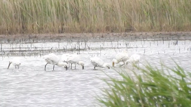 Eurasian Spoonbill - ML247013611