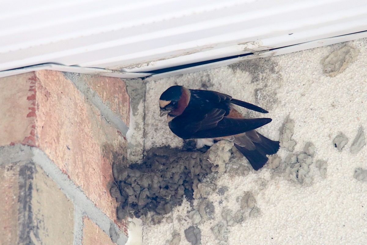 Cliff Swallow - ML247013921
