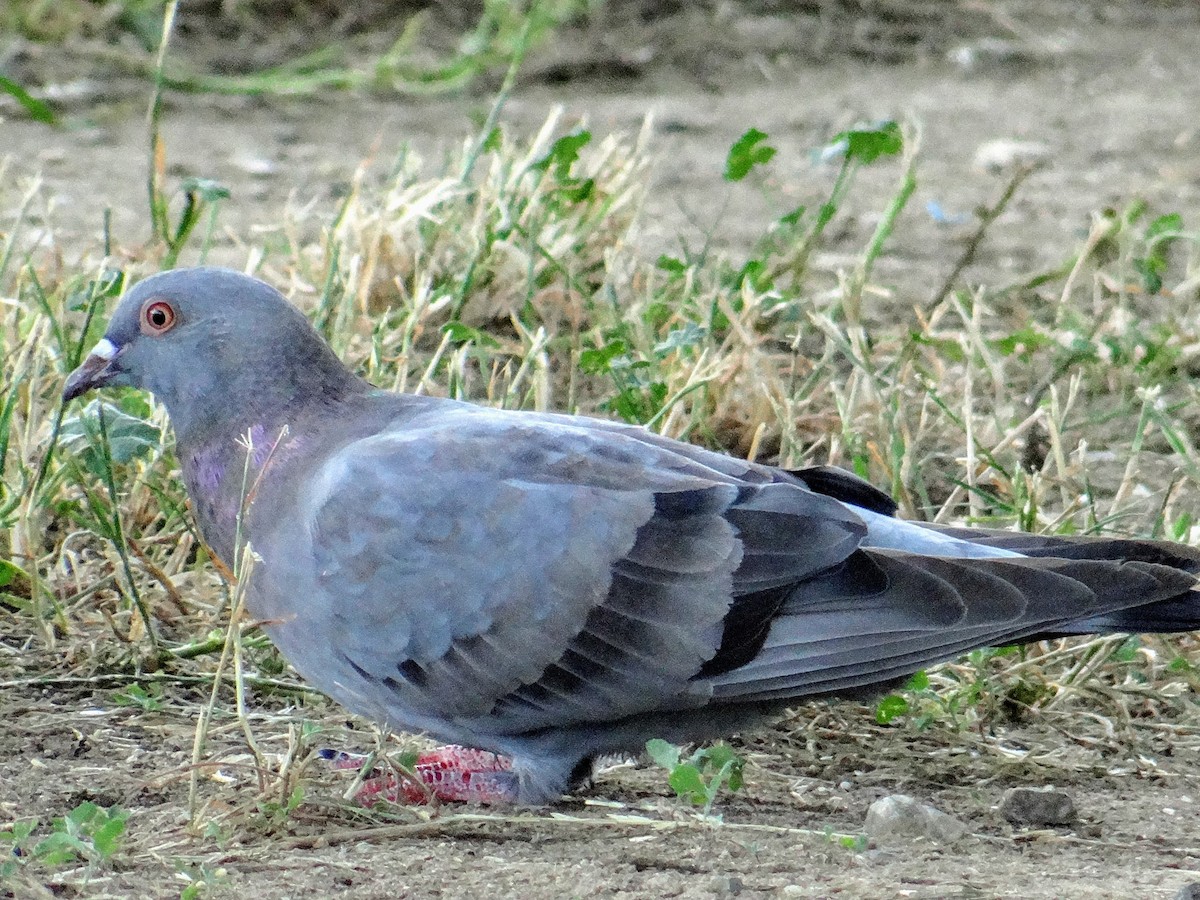 Pigeon biset (forme domestique) - ML247014211
