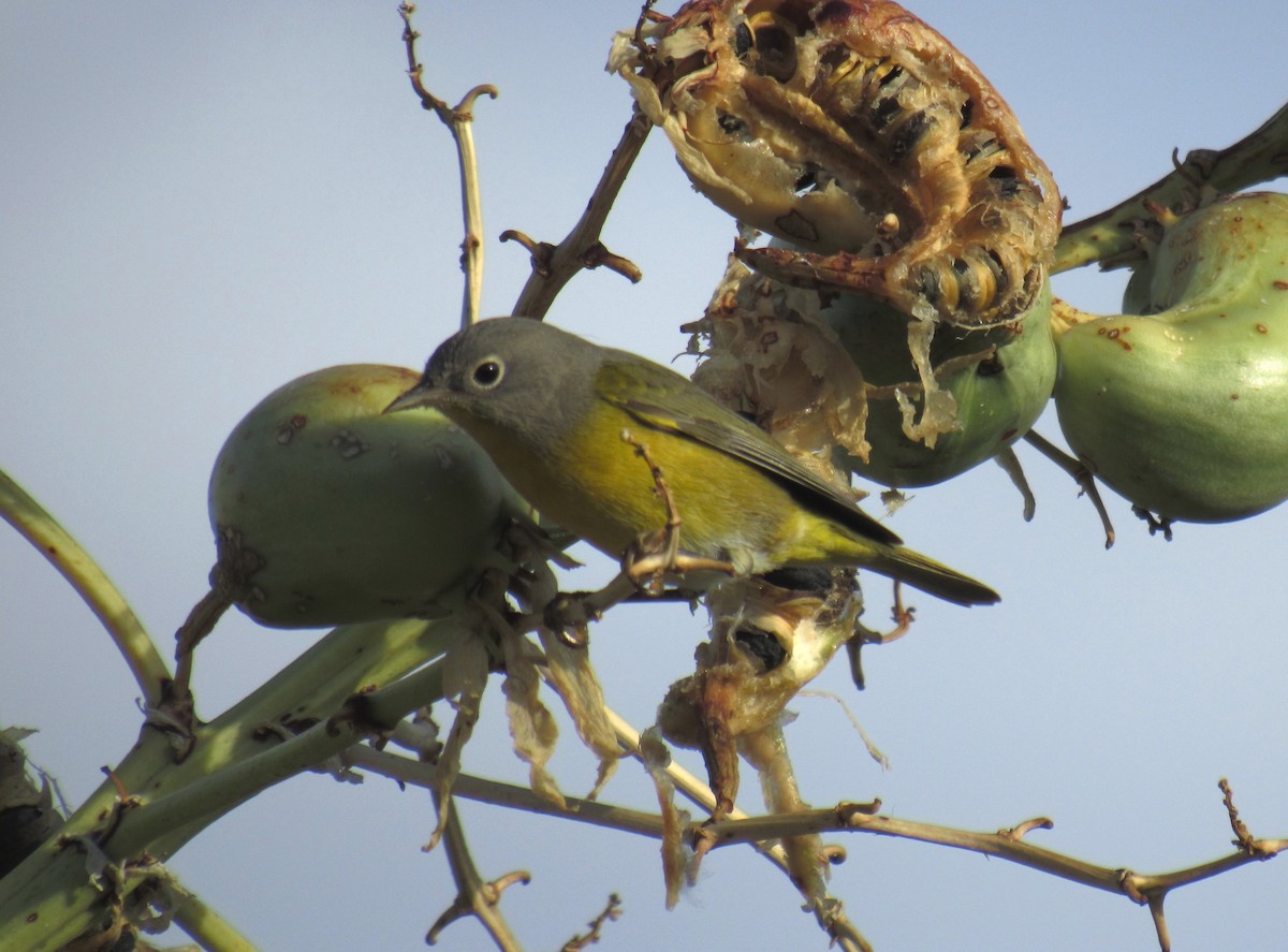 Nashville Warbler - ML247015101