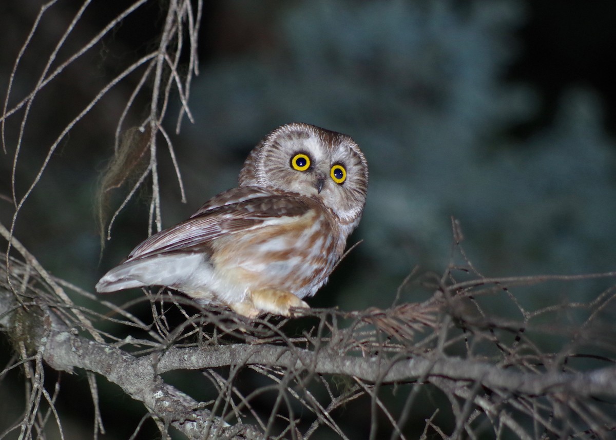 Northern Saw-whet Owl - ML247016191