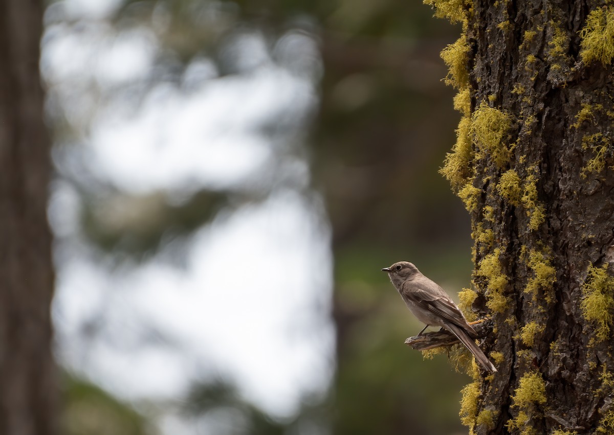 Townsend's Solitaire - ML247016401