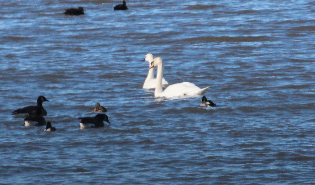 Mute Swan - ML24701651