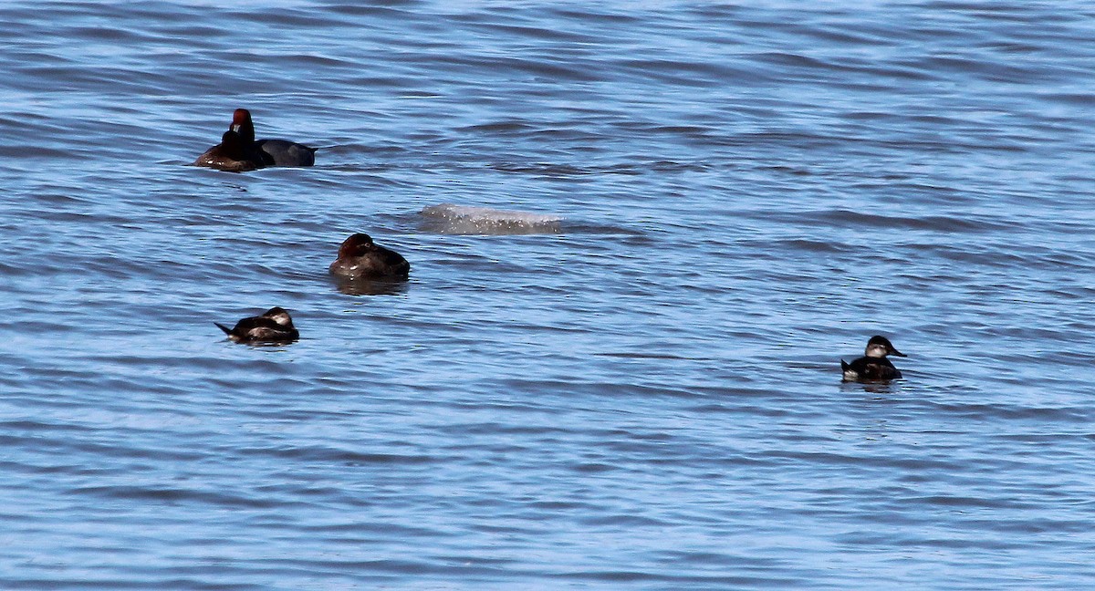 Ruddy Duck - ML24701721