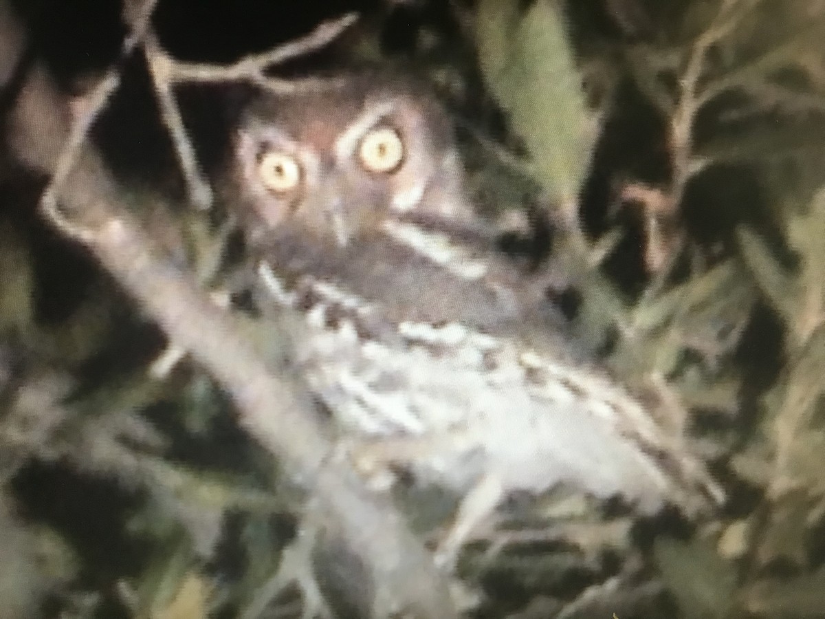 Elf Owl - ML247017351