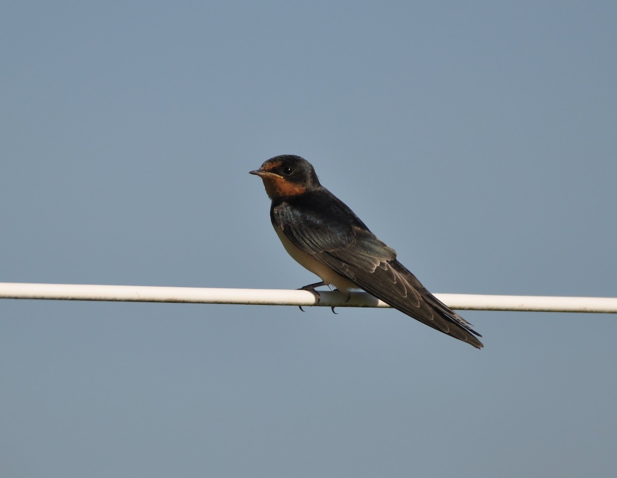 Barn Swallow - ML247017781