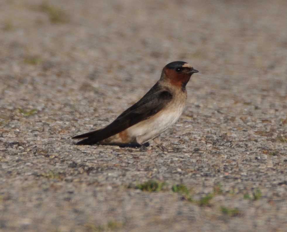 Cliff Swallow - ML247017881