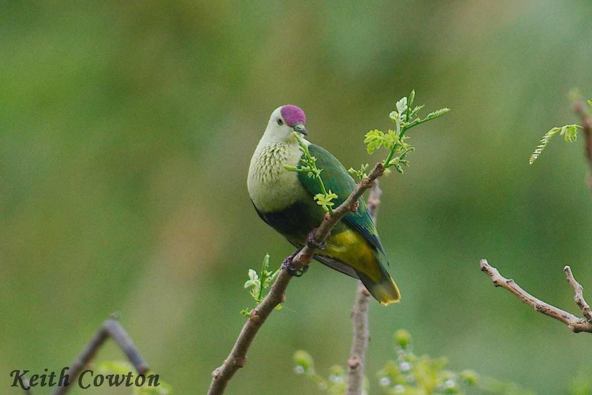 Purple-capped Fruit-Dove - Keith Cowton