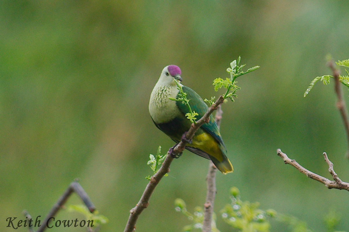 Purple-capped Fruit-Dove - ML247020501