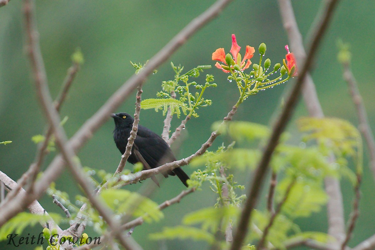 Micronesian Starling - ML247021221