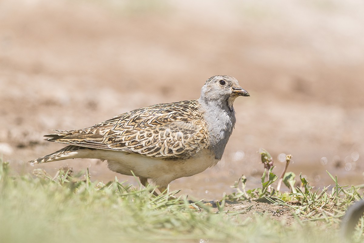 Gray-breasted Seedsnipe - Eduardo Navarro