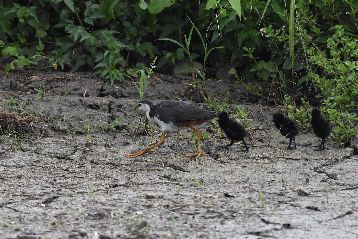 White-breasted Waterhen - ML247025231