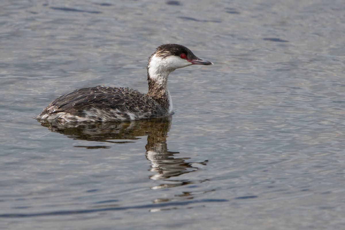 Horned Grebe - Chad Hill