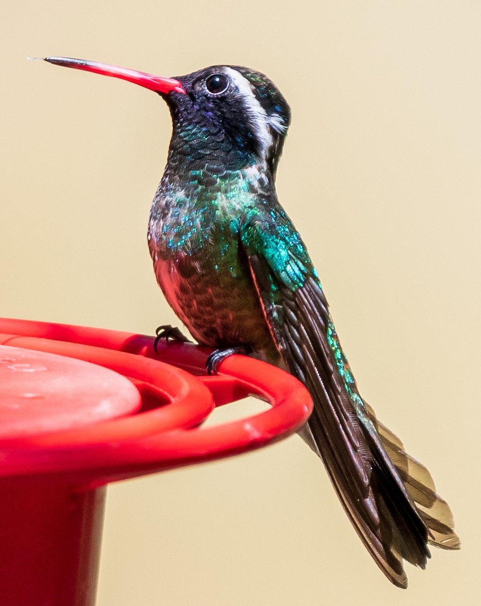 White-eared Hummingbird - ML247026401