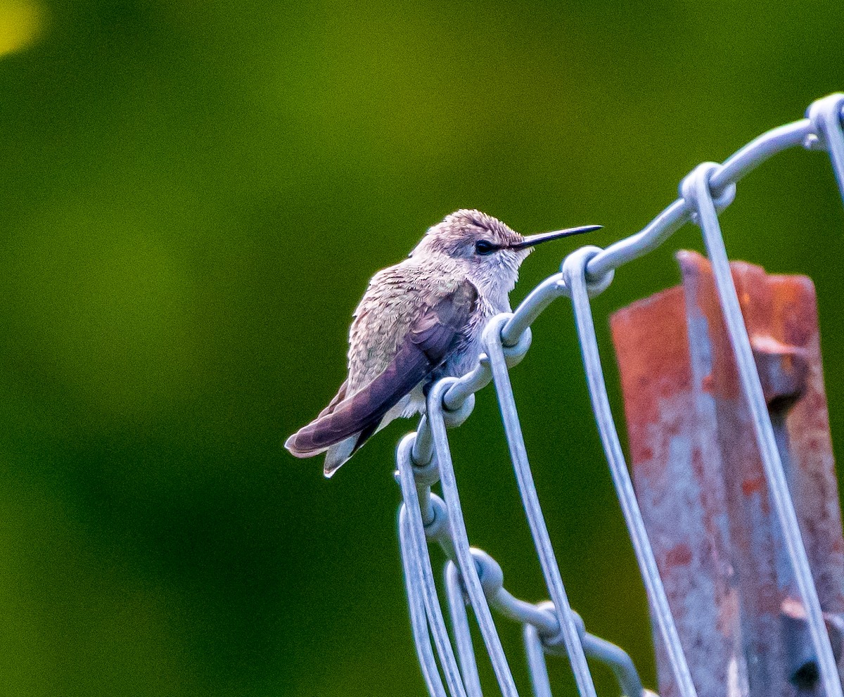 Costa's Hummingbird - ML247026531