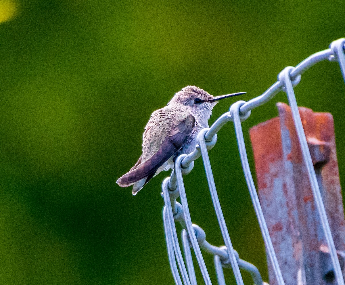 Colibri de Costa - ML247026531