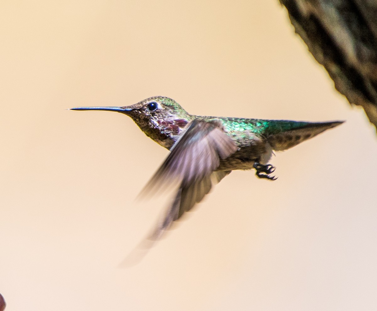 Broad-tailed Hummingbird - ML247026541