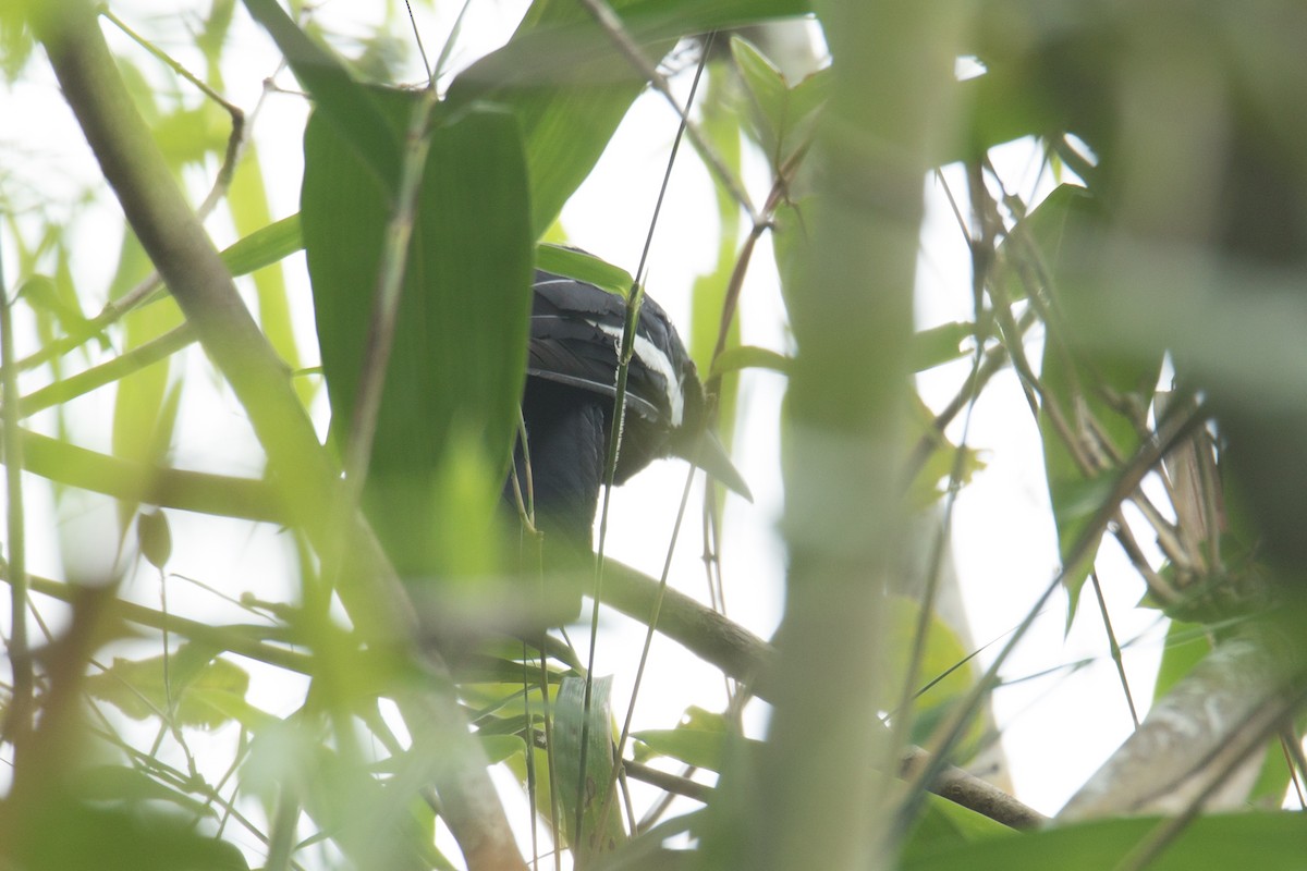 Black Magpie (Malayan) - ML247027181