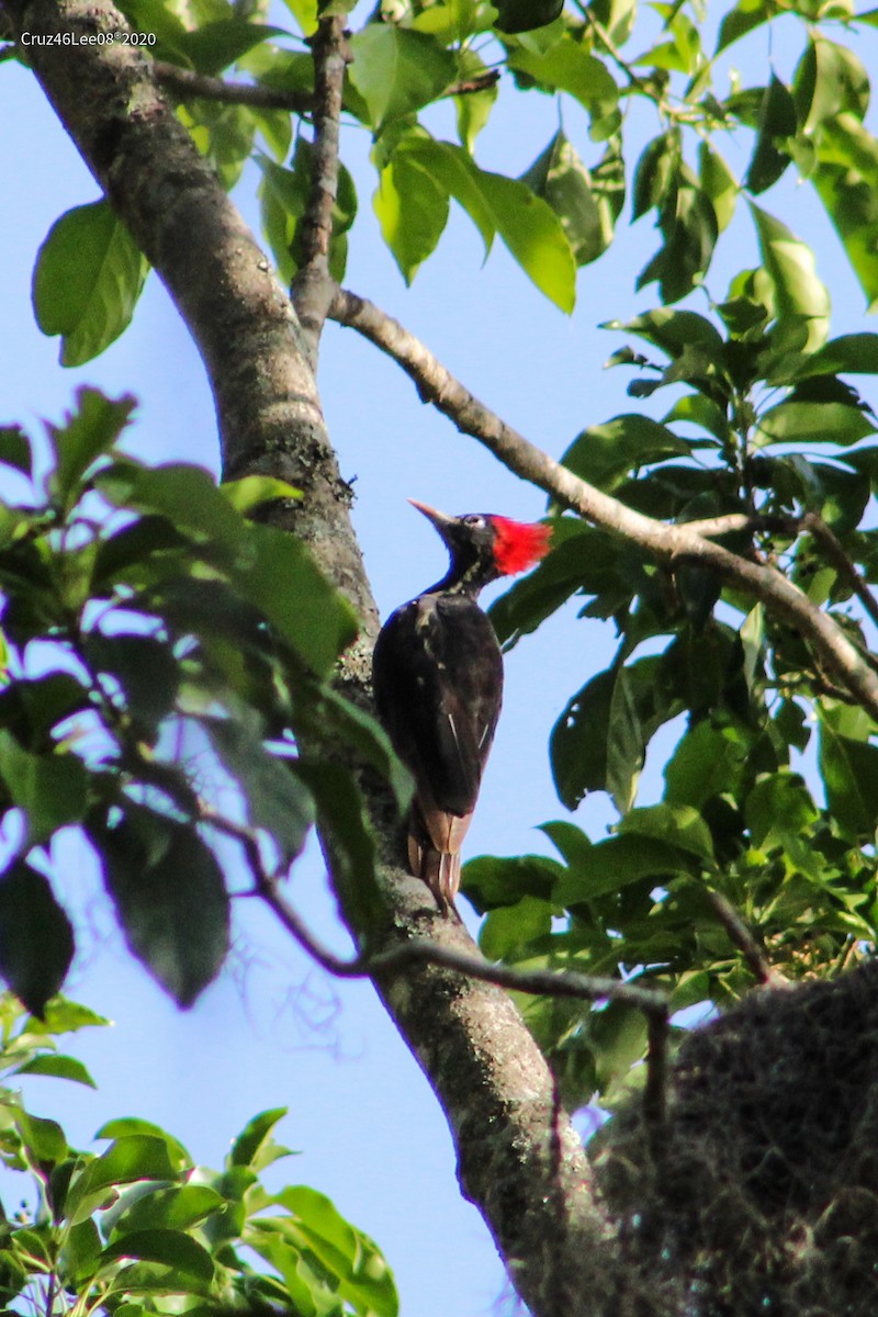 Lineated Woodpecker - Erick Roy Cruz Lee