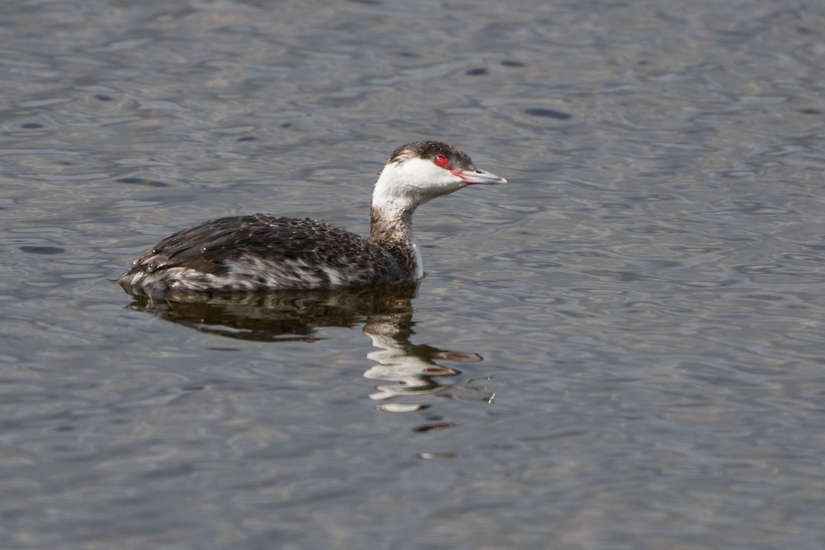 Horned Grebe - Marlo Hill