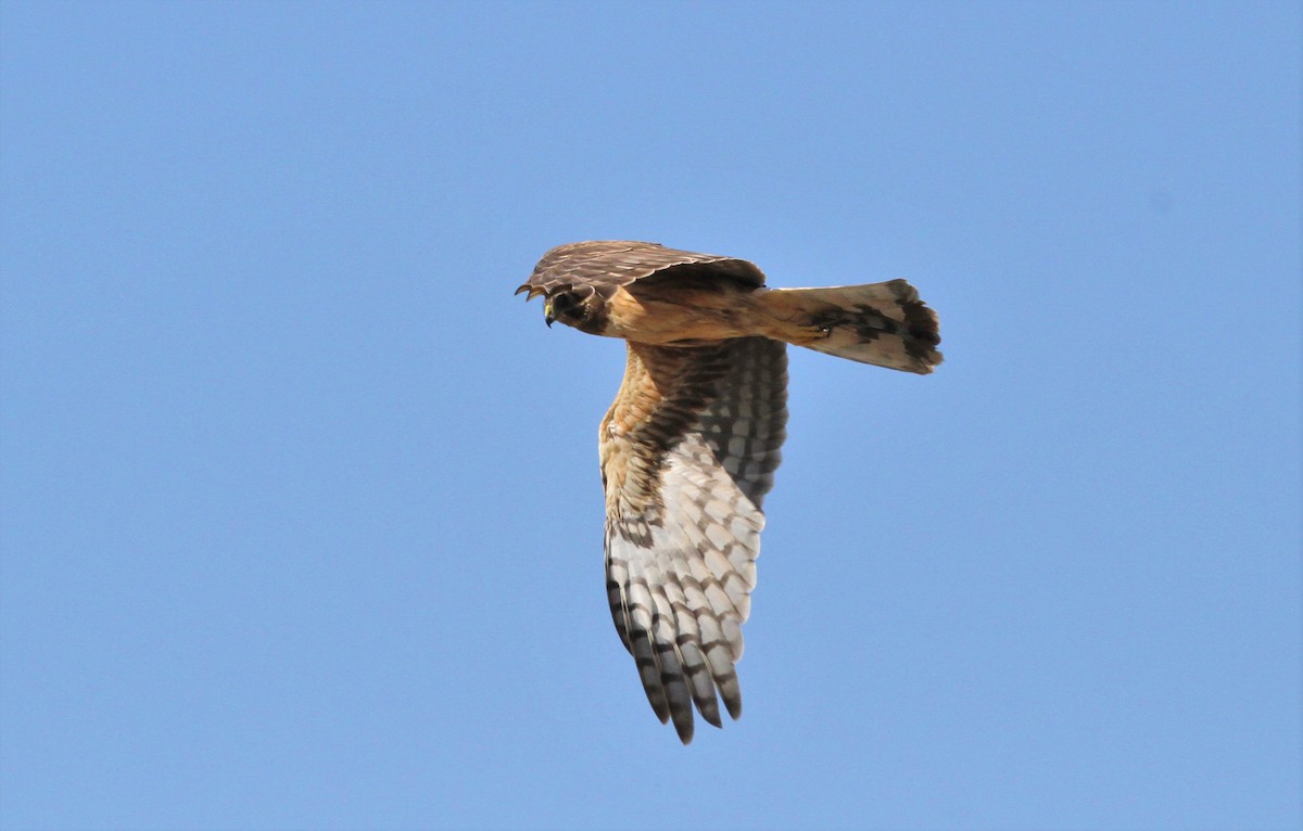 Northern Harrier - ML24702971