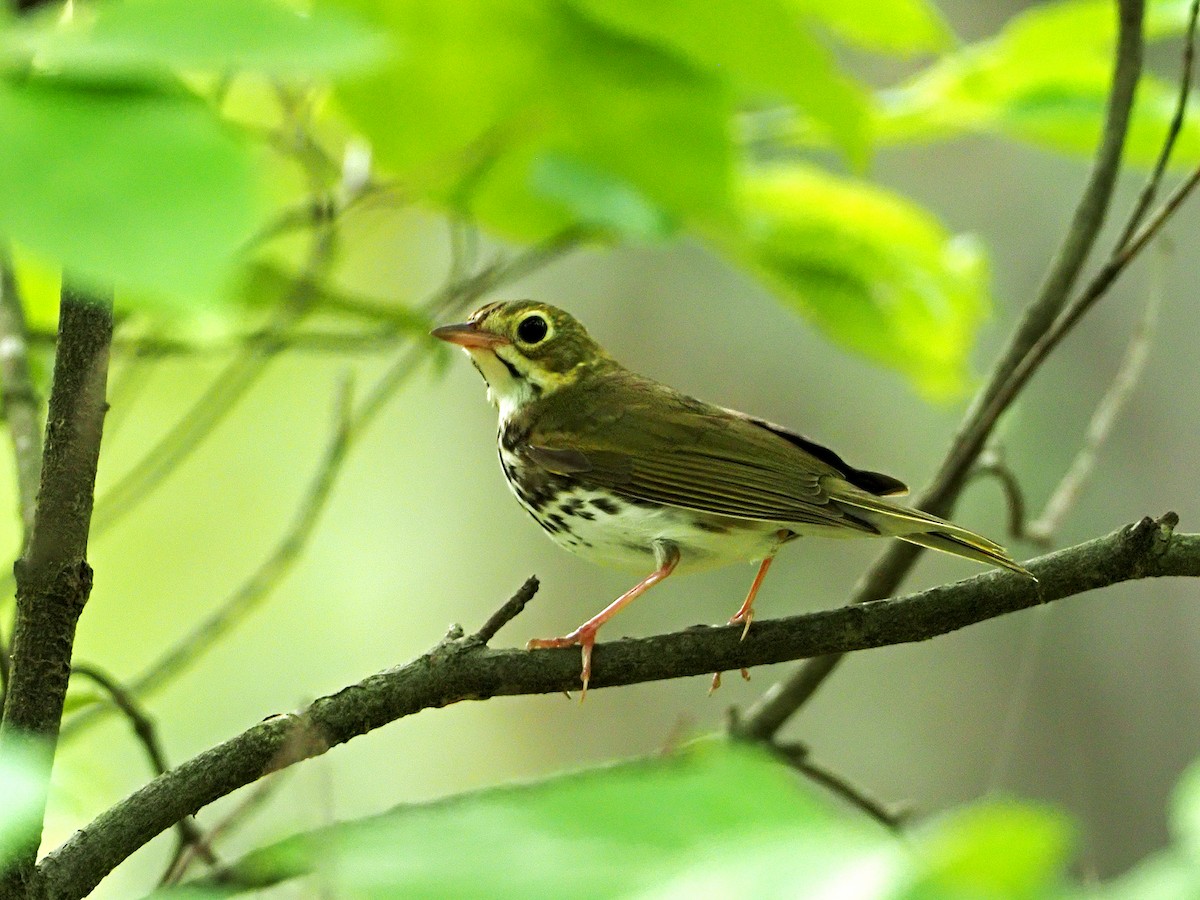 Ovenbird - Gary Mueller