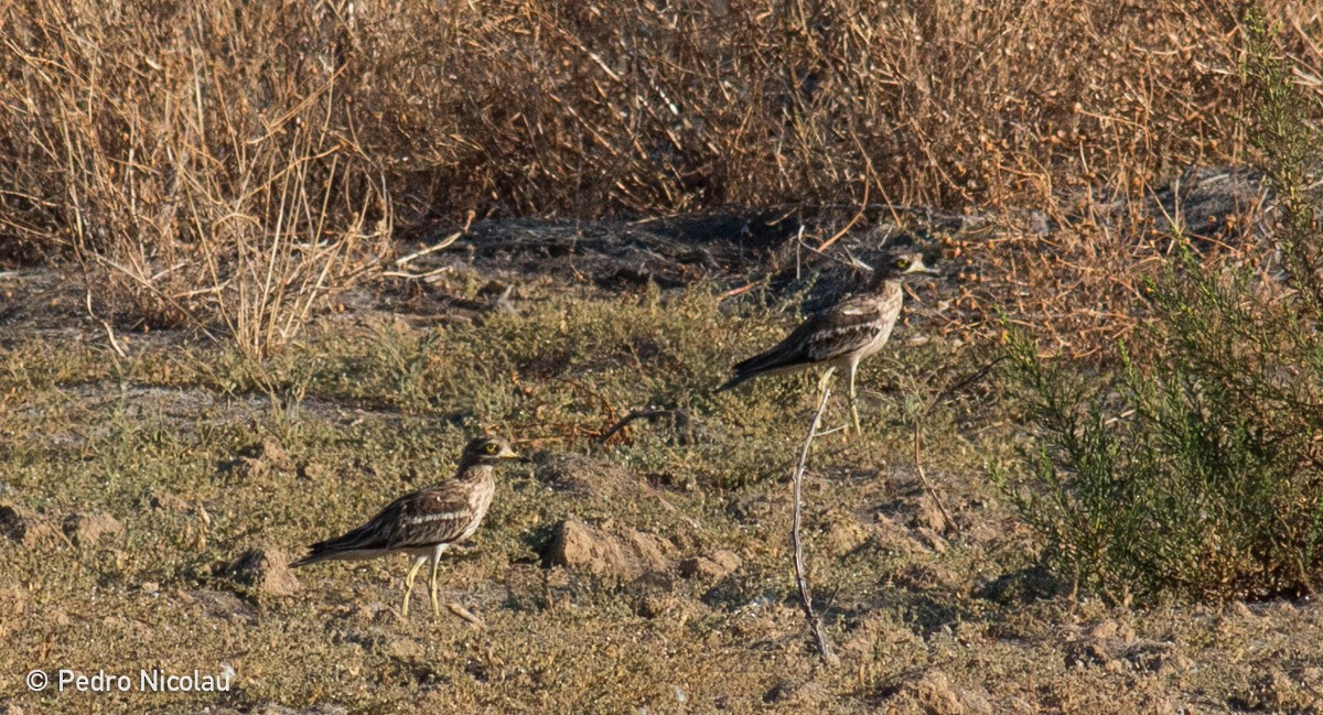 Eurasian Thick-knee - ML24703191