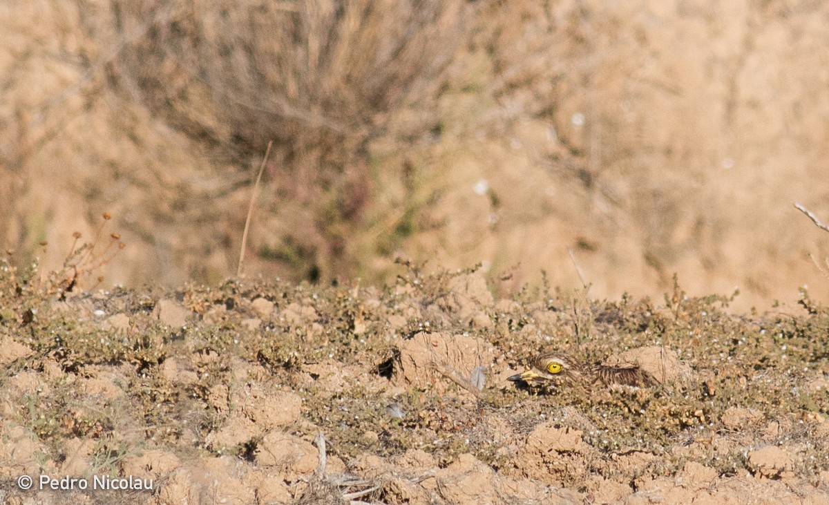 Eurasian Thick-knee - ML24703211