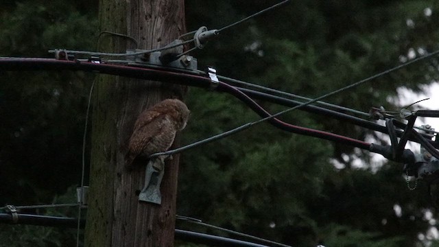 Eastern Screech-Owl - ML247033371