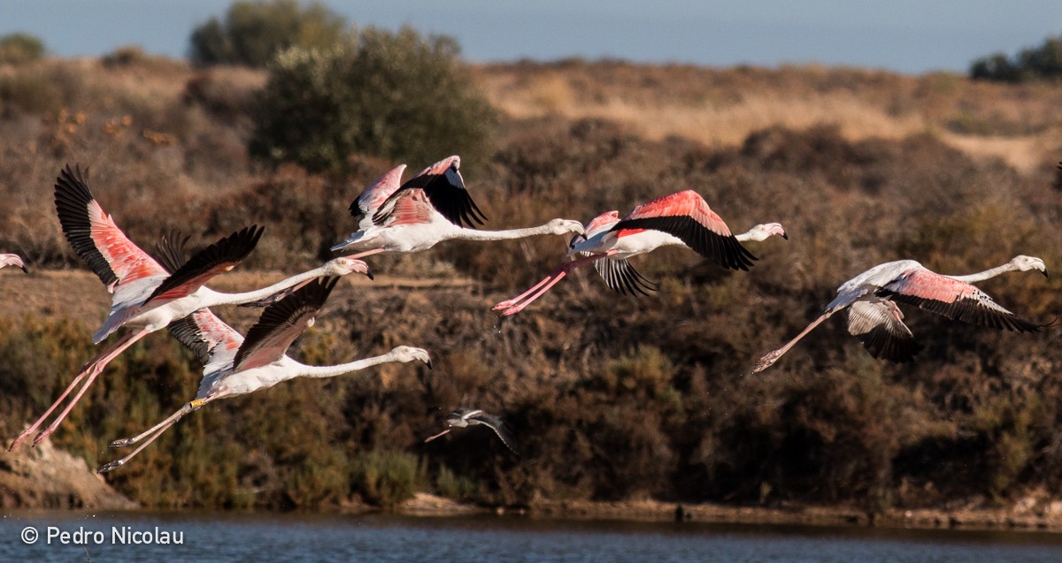 Flamant rose - ML24703401