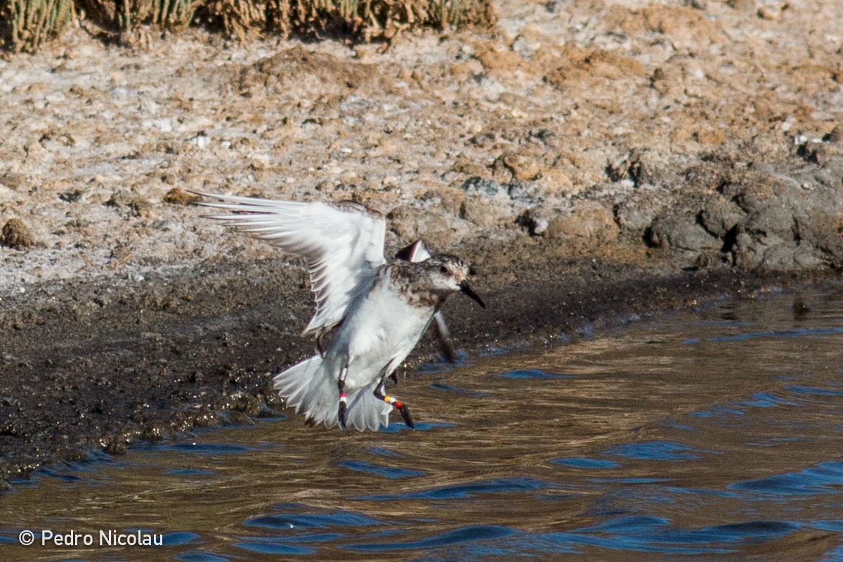 Bécasseau sanderling - ML24703441