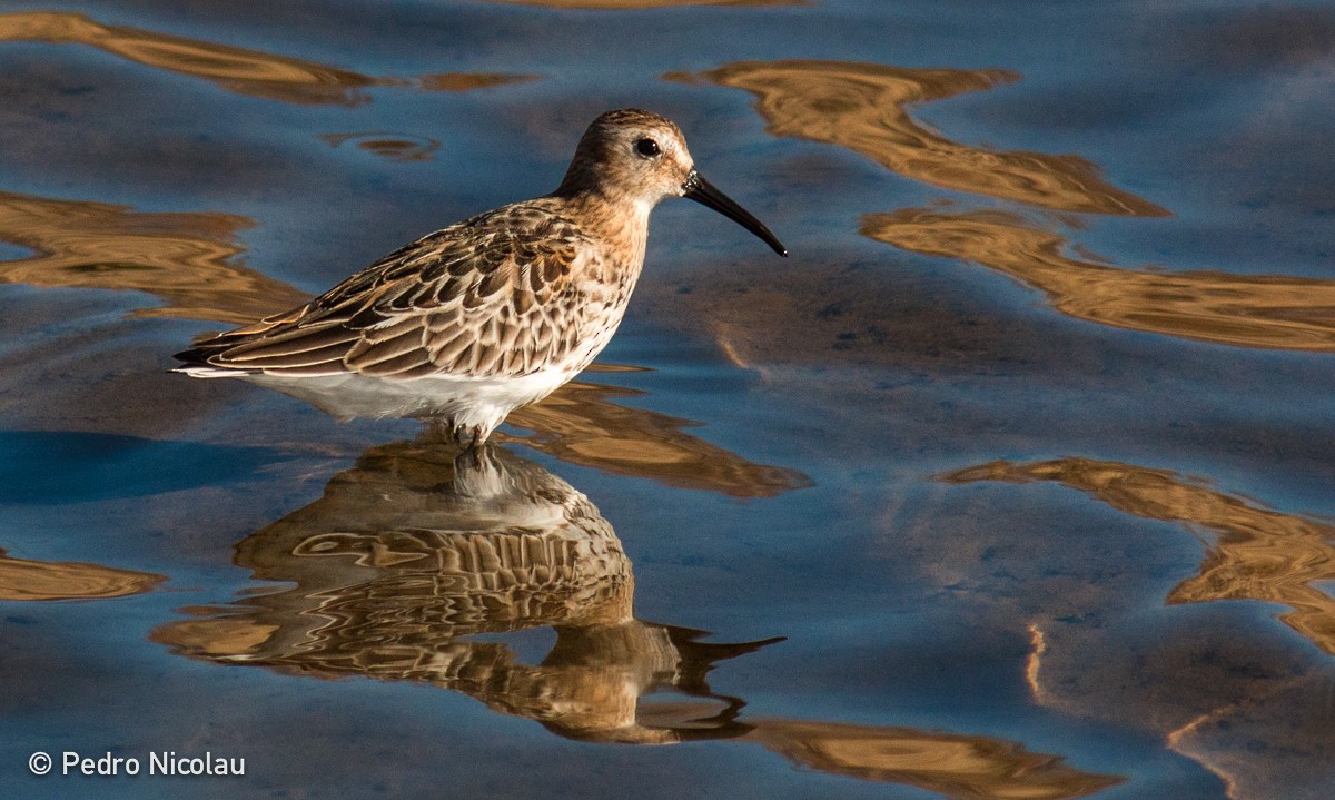 Dunlin - ML24703461