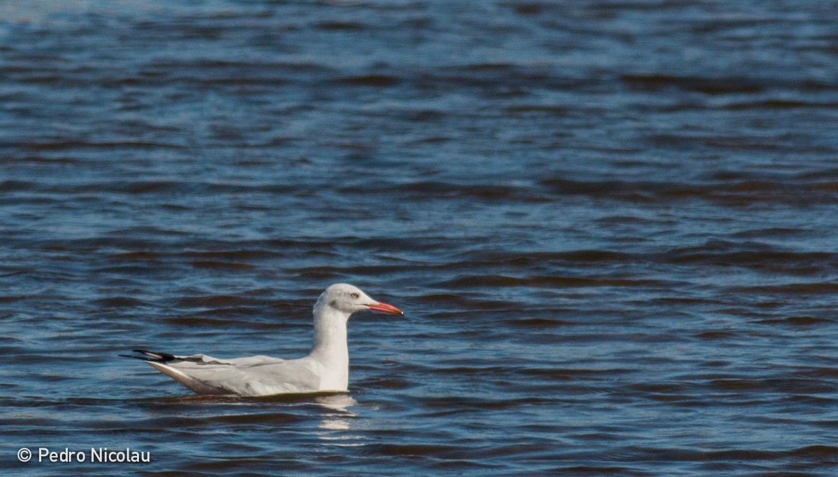 Slender-billed Gull - ML24703501