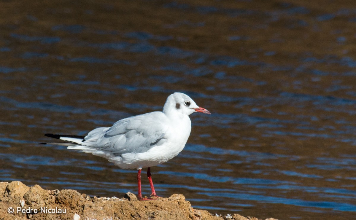 Gaviota Reidora - ML24703511