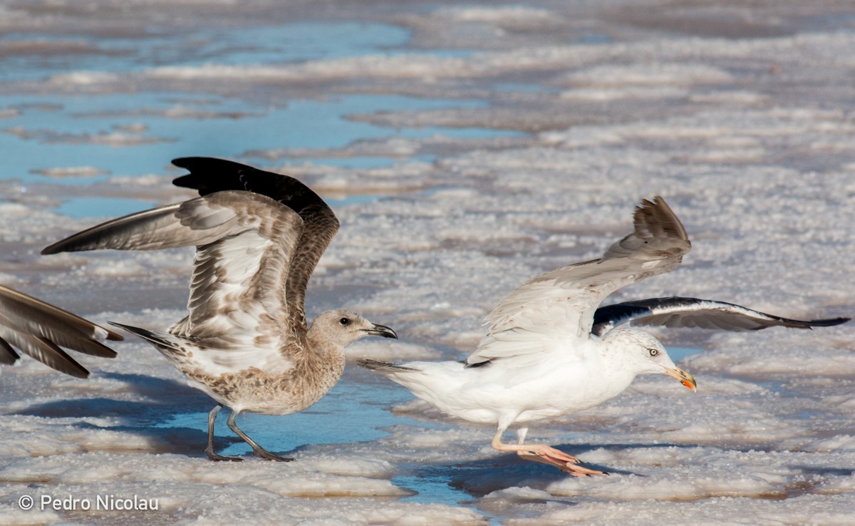 Audouin's Gull - ML24703541