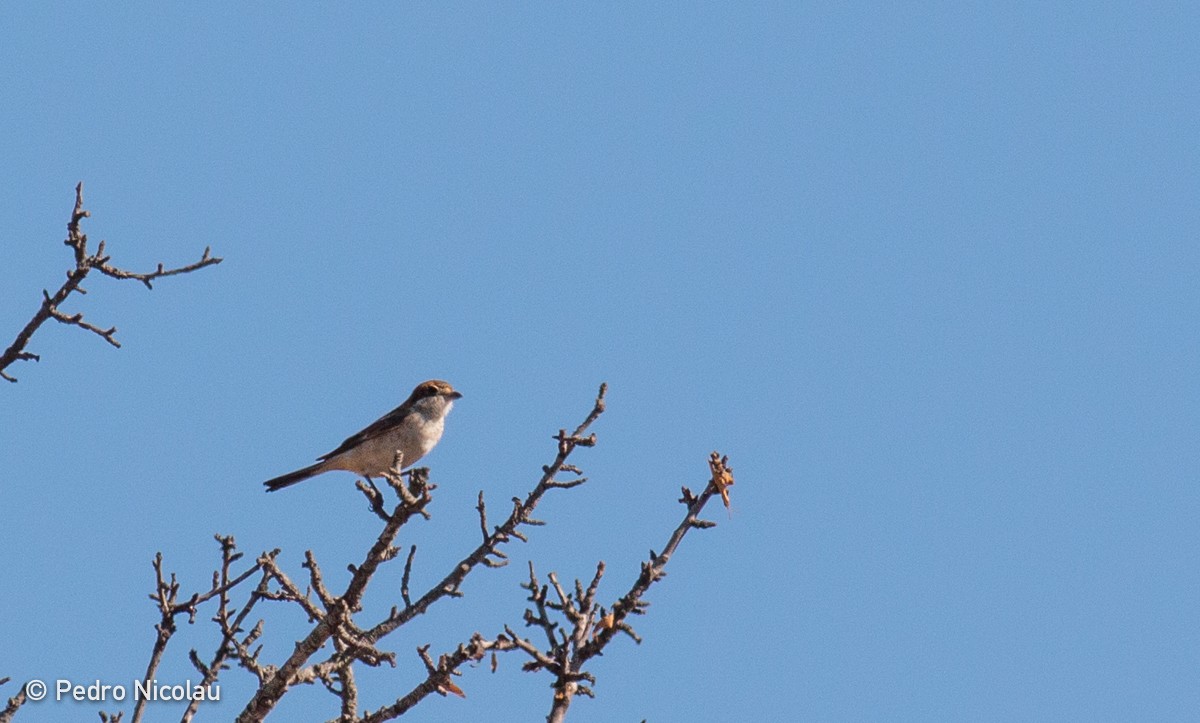 Woodchat Shrike - Pedro Nicolau