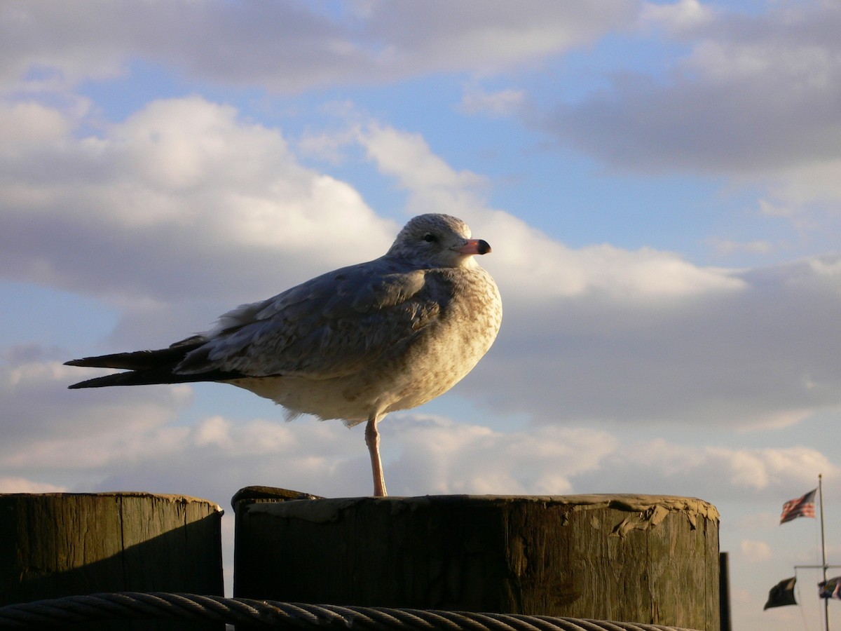 Ring-billed Gull - ML247036431