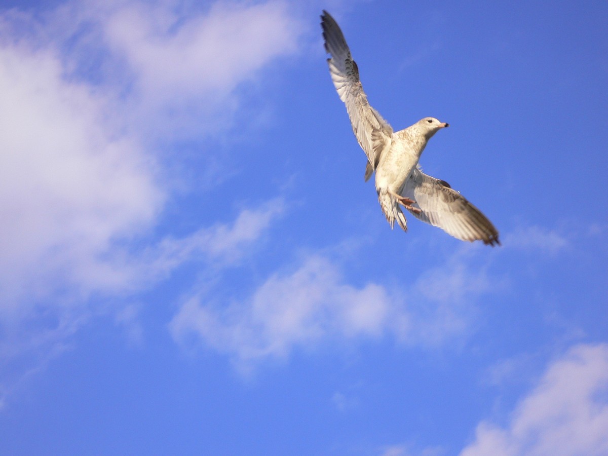 Ring-billed Gull - ML247036581