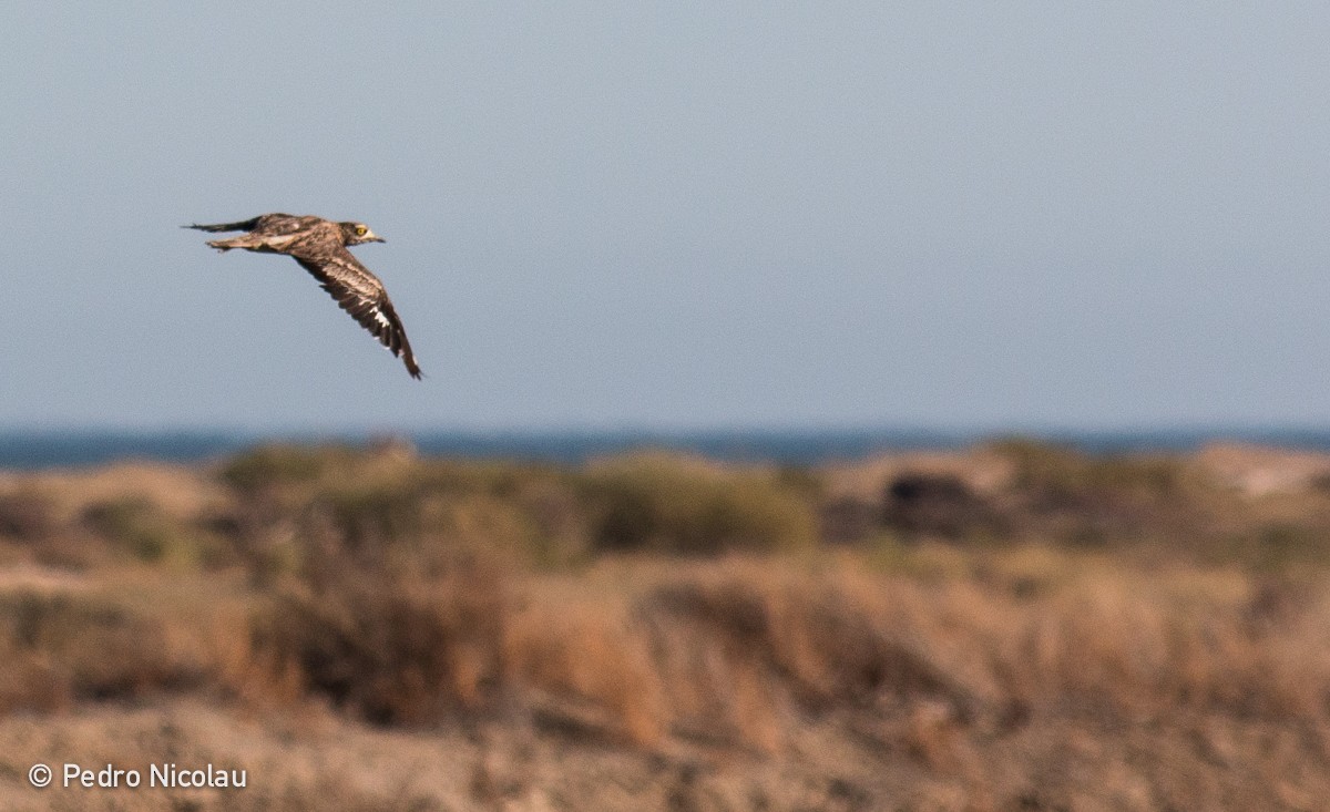 Eurasian Thick-knee - ML24703761