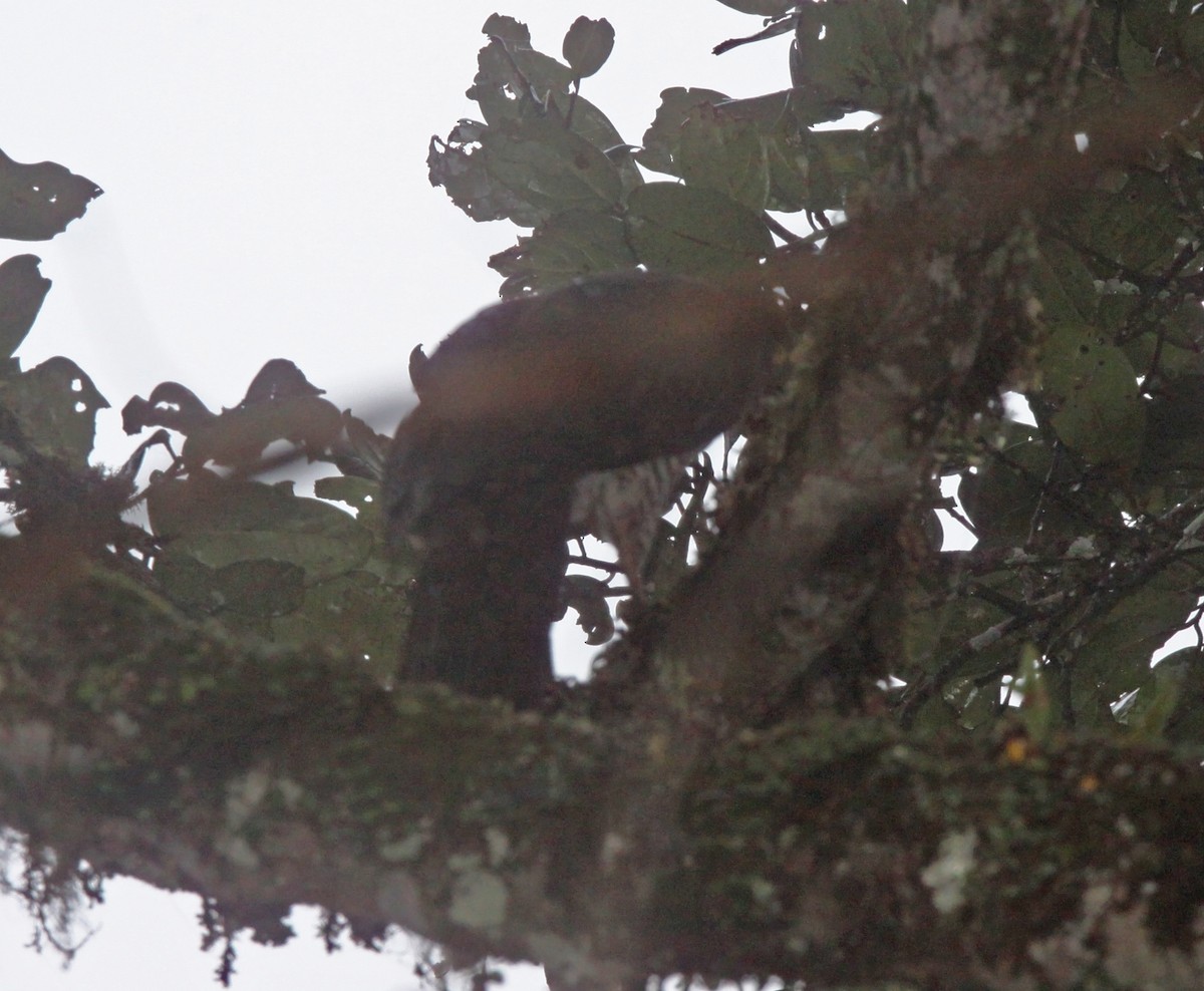 Madagascar Serpent-Eagle - ML247038371