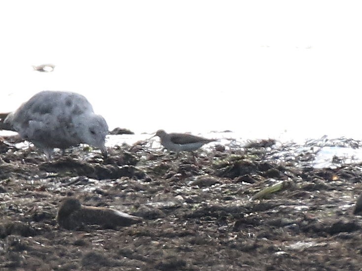 Terek Sandpiper - Brad Carlson