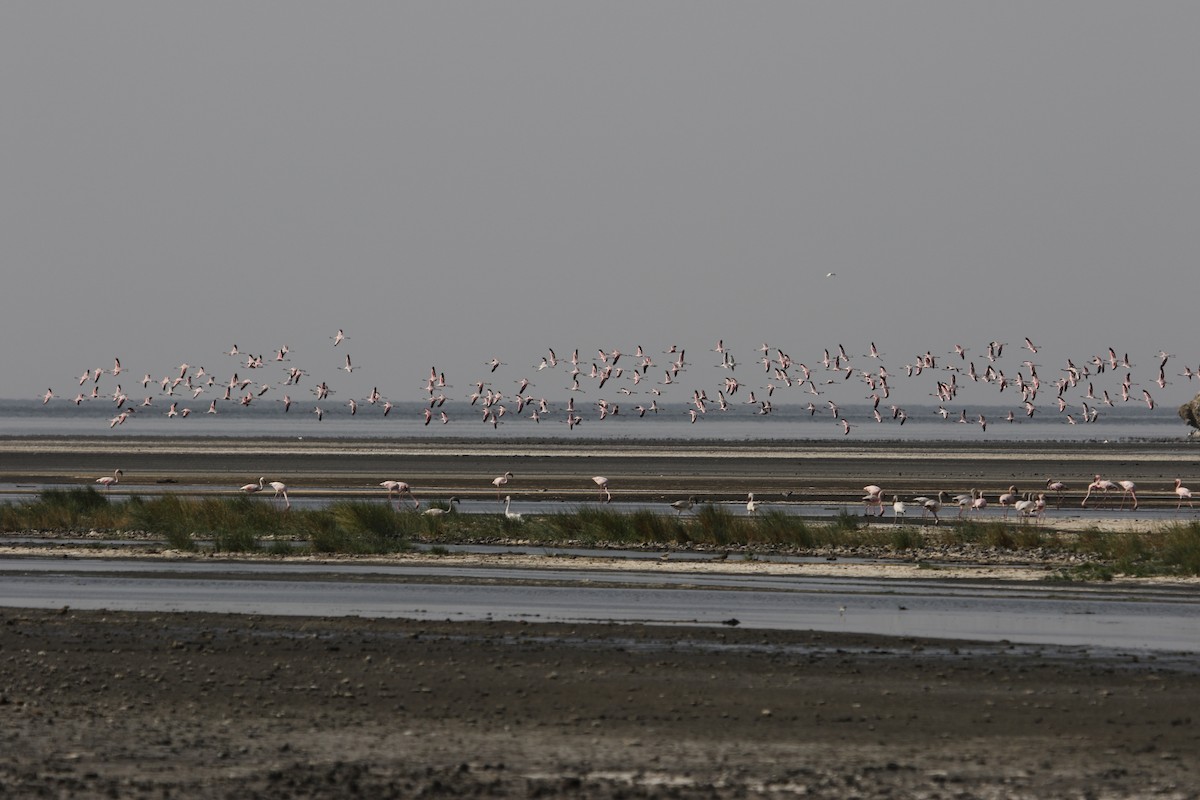 Lesser Flamingo - ML247039721