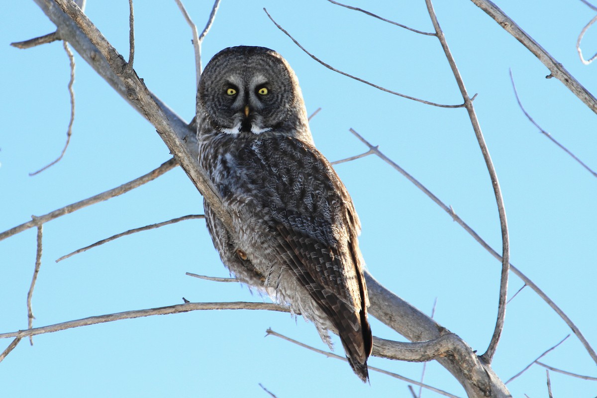 Great Gray Owl - ML247040151