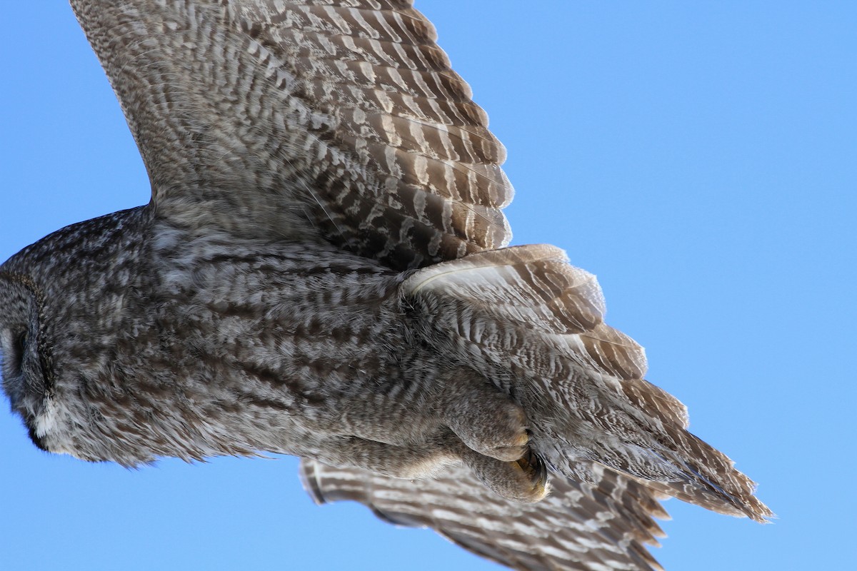 Great Gray Owl - ML247040181