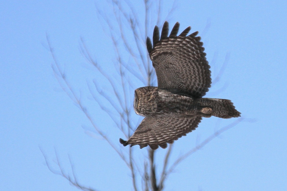 Great Gray Owl - ML247040621