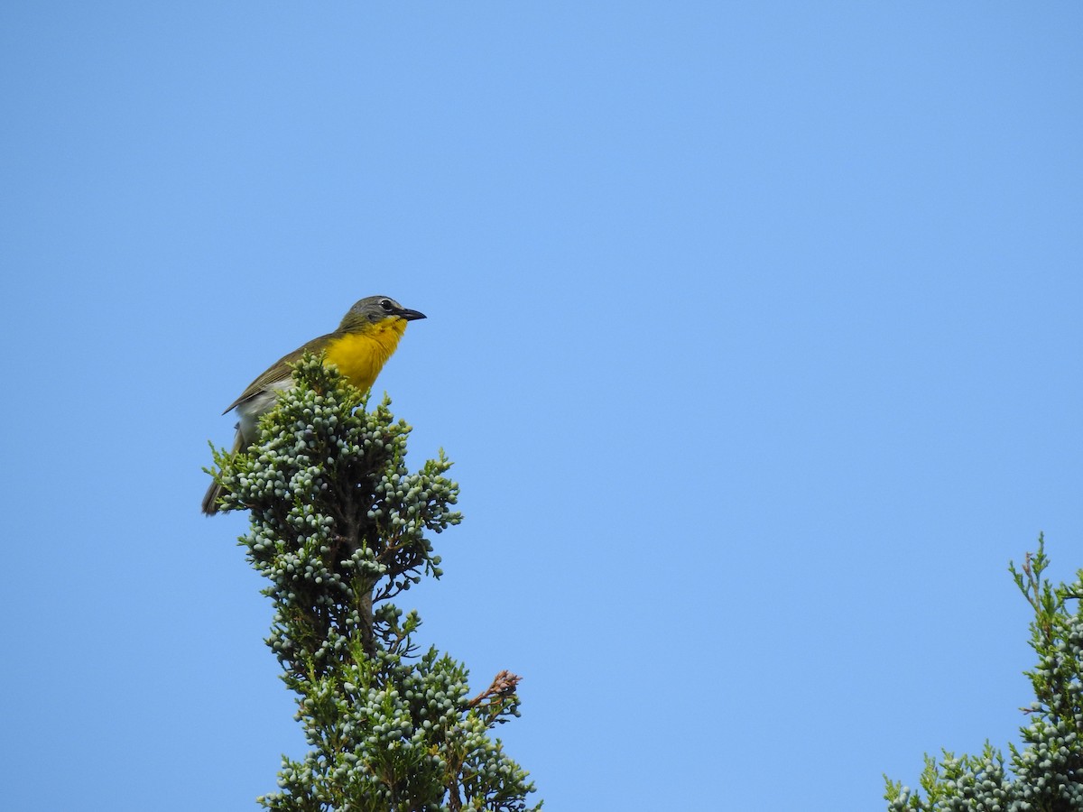 Yellow-breasted Chat - ML247042401