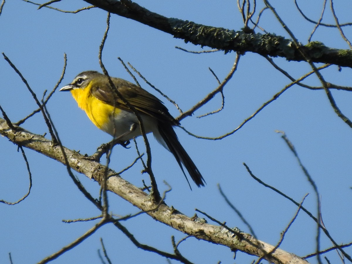 Yellow-breasted Chat - ML247042411