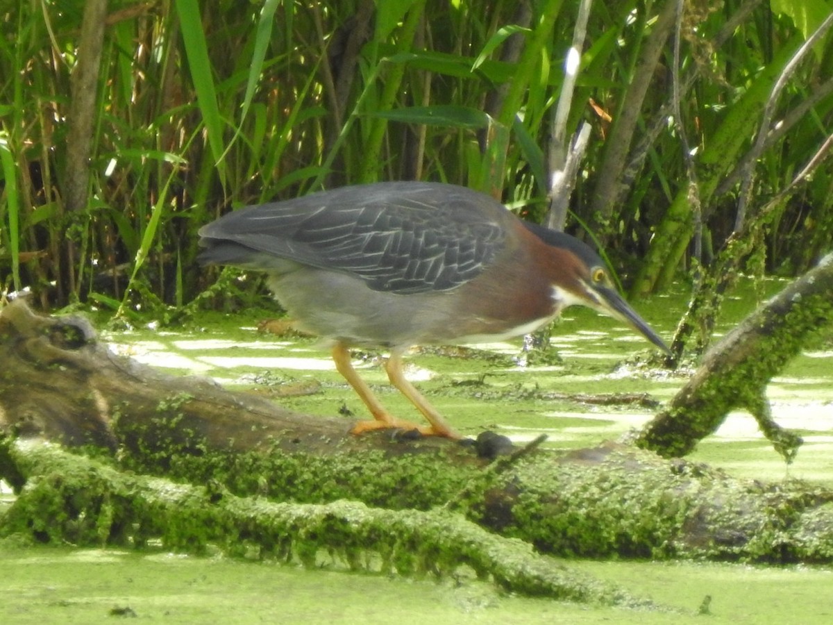 Green Heron - ML247042581