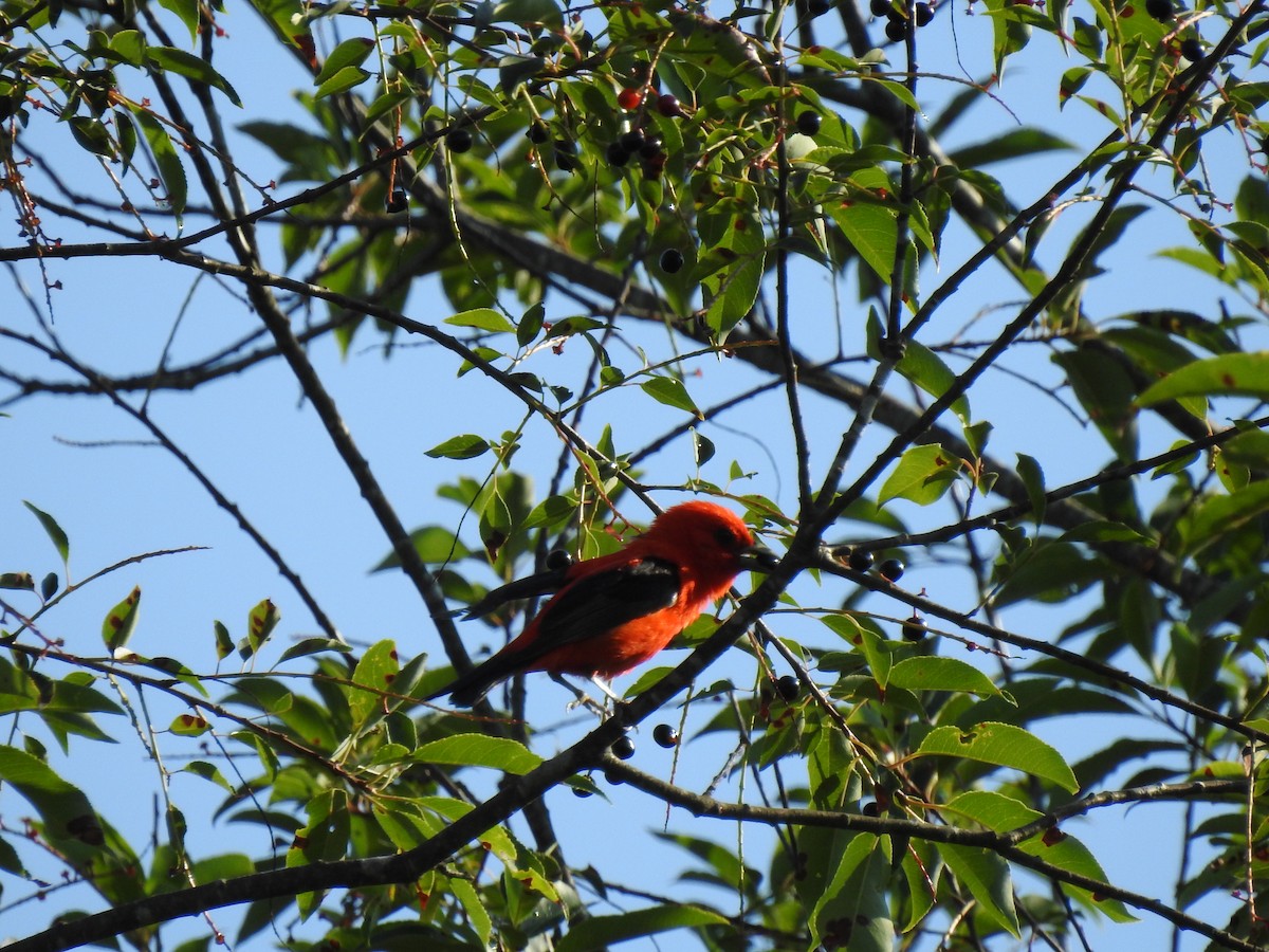 Scarlet Tanager - ML247042671