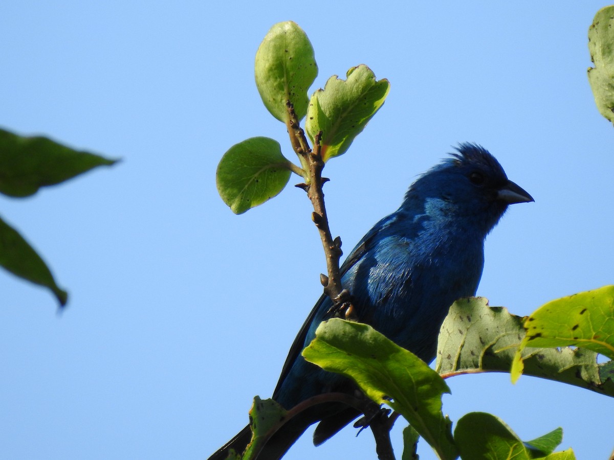 Indigo Bunting - ML247042811